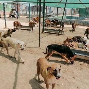 Kuwait pet import ban