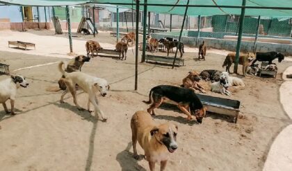Kuwait pet import ban
