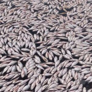 2025 12 0219 12 72fish die off in abu dhabi canal environmental agency identifies cause behind mass fish deaths