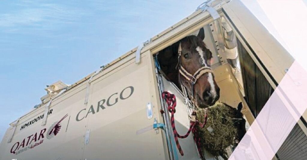 Qatar Airways Cargo horses : പ്രതിസന്ധിയിലും തളരാതെ ഖത്തർ എയർവേയ്സ്! വ്യോമപാതയിൽ നിയന്ത്രണം , കുതിരപന്തായത്തിനായി 147 കുതിരകളെ ലക്ഷ്യസ്ഥാനത്തെത്തിച്ച് ഖത്തർ എയർവേയ്സ് കാർഗോ 1 qatar 12333