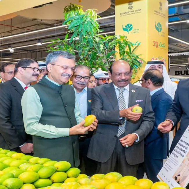 LuLu Mango Mania | മാമ്പഴ പ്രേമികൾക്ക് മധുരോത്സവം; ഗൾഫിൽ വീണ്ടും ‘ലുലു മാങ്ങോ മാനിയ’ ആഘോഷം 1 lulu-mango-mania