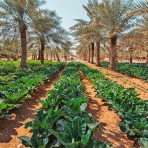 Agriculture 1