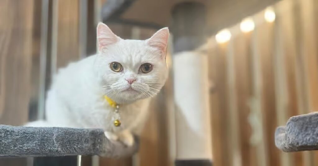 Dubai pet shelter :ദുബായ് മുനിസിപ്പാലിറ്റിയുടെ പുതിയ പെറ്റ് ഷെൽട്ടറിന് വൻ സ്വീകരണം; 20 മണിക്കൂറിനിടെ 18 പൂച്ചകൾക്ക് പുതിയ വീട് 1 CAT