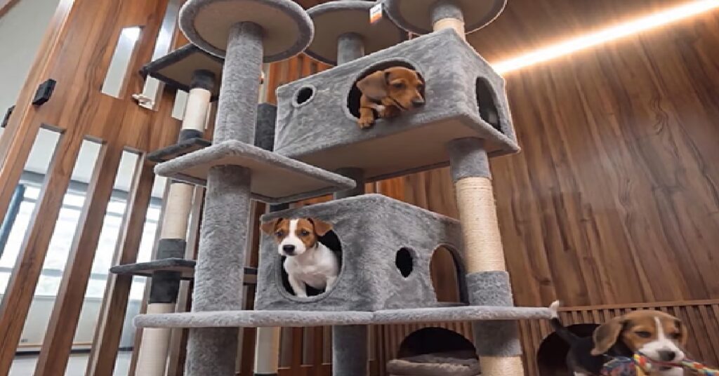 Dubai new pet shelter : അരുമകളാണ് അവർ ; മൃഗങ്ങളുടെ സ്വർഗമാകാൻ ദുബൈ ; വളർത്തുമൃഗങ്ങളെ ദത്തെടുക്കുന്നത് പ്രോത്സാഹിപ്പിക്കുന്നതിനായി ദുബായിൽ പുതിയ മൃഗസംരക്ഷണ കേന്ദ്രങ്ങൾ 1 DOG