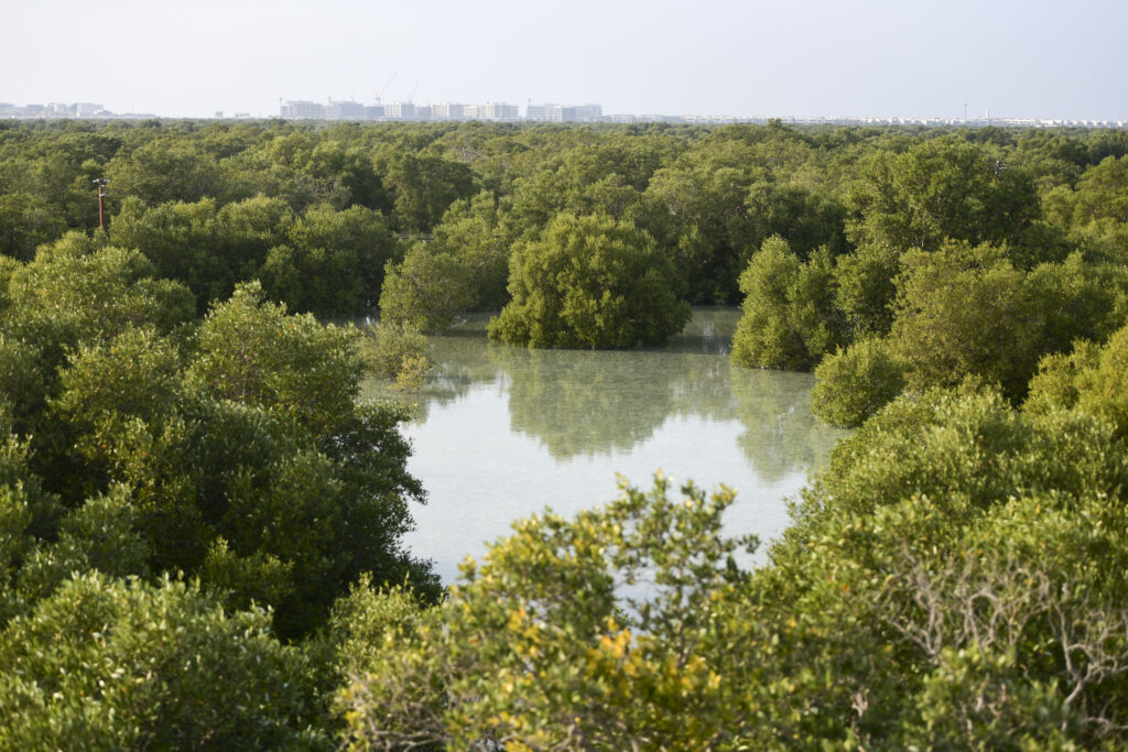 Abu Dhabi Adopts High-Tech Solutions to Protect Mangrove Forestsകണ്ടൽക്കാടുകൾ സംരക്ഷിക്കാൻ അബൂദബിയിൽ ഇനി ഹൈടെക് വഴി 1 MANGROVE FOREST