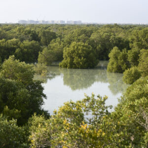 MANGROVE FOREST