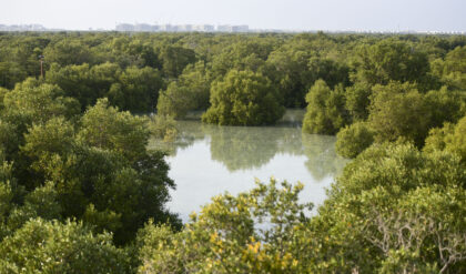 MANGROVE FOREST