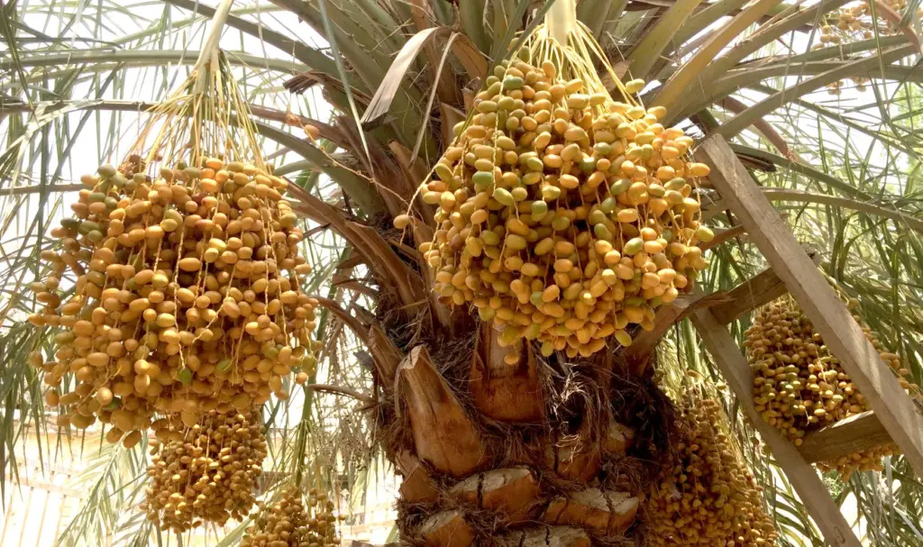 dates tree e1785246948262