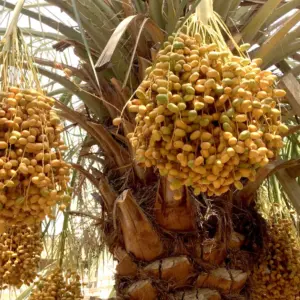 dates tree e1785246948262