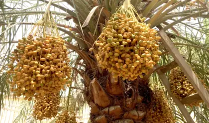 dates tree e1785246948262