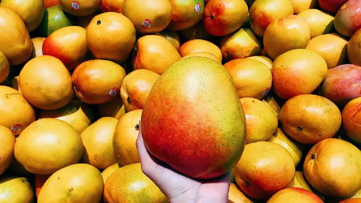 Souq Waqif Mango Festival Draws Large Crowds of Mango Lovers മാമ്പഴ പ്രേമികളാൽ നിറഞ്ഞ് സൂഖ് വാഖിഫിലെ പ്രദർശന-വിപണന മേള 1 images 5