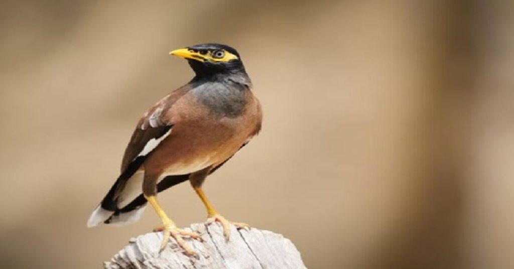 Qatar invasive myna birds : പ്രാദേശിക ജീവജാലങ്ങൾക്ക് ഭീഷണി ഈ പക്ഷി ഇവിടെ വേണ്ട ; നമ്മുടെ സ്വന്തം മൈനകളെ കൂട്ടത്തോടെ നാടുകടത്തി ഖത്തർ 1 QATAR NEWWW SAV