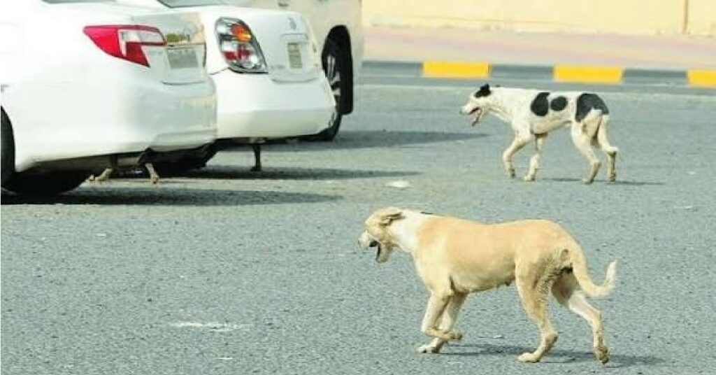 DOG