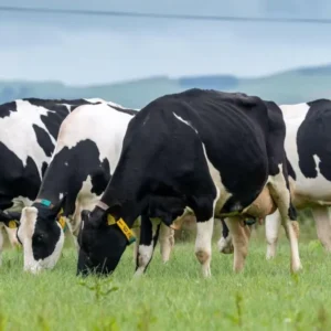 Dairy Farming Business Plan e1789652486285