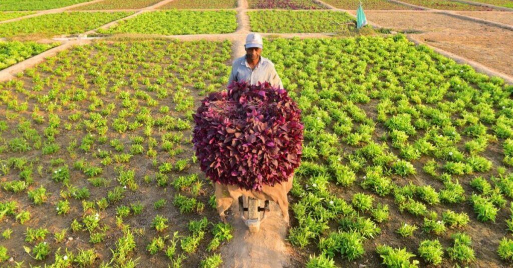 Qatar Farms Use Non-GMO Seeds ധൈര്യമായി കഴിക്കാം; ഖത്തറിലെ കൃഷിയിടങ്ങളിലേത് ജനിതക മാറ്റമില്ലാത്ത വിത്തുകൾ 3 FARM 1 e1790586464116