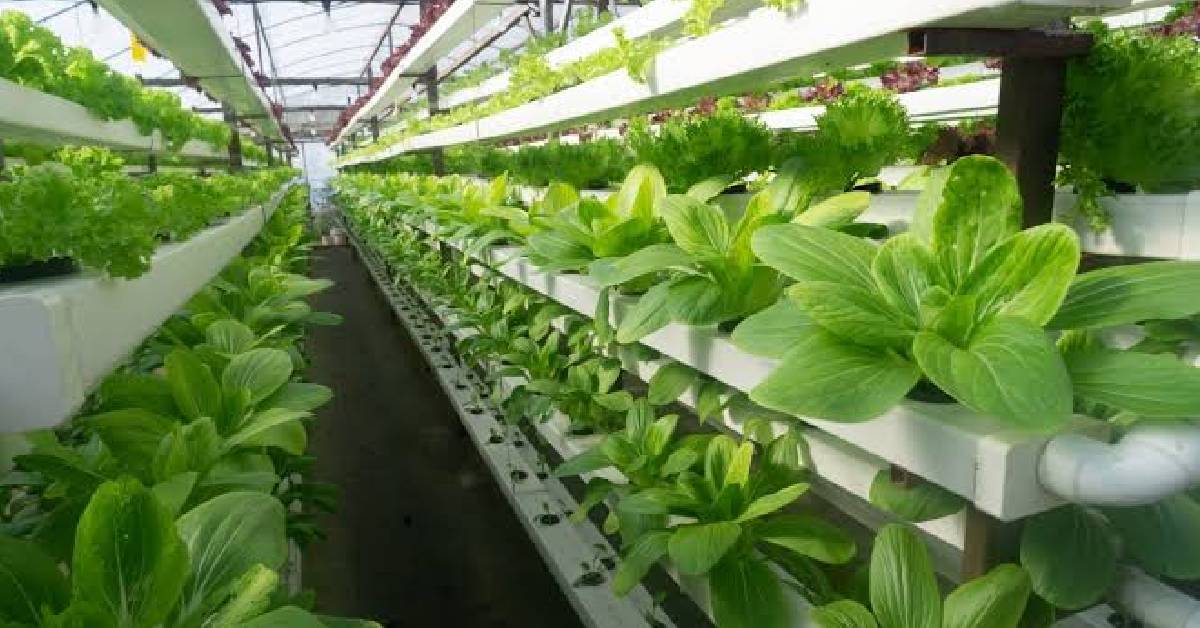Qatar Farms Use Non-GMO Seeds ധൈര്യമായി കഴിക്കാം; ഖത്തറിലെ കൃഷിയിടങ്ങളിലേത് ജനിതക മാറ്റമില്ലാത്ത വിത്തുകൾ 2 New Project