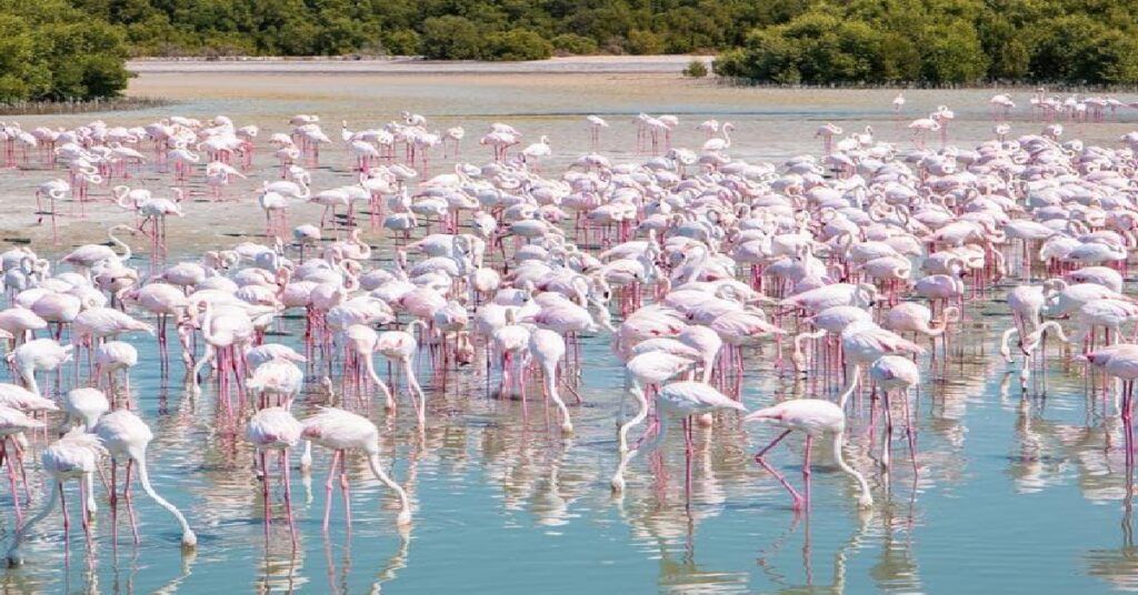 Qatar migratory birds : ആയിരക്കണക്കിന് കിലോമീറ്ററുകൾ താണ്ടി ഖത്തറിലേക്ക് ദേശാടന പക്ഷികളെത്തുന്നു; ശരത്കാല കാഴ്ചകൾ 1 QATAR 7777