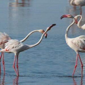 birds