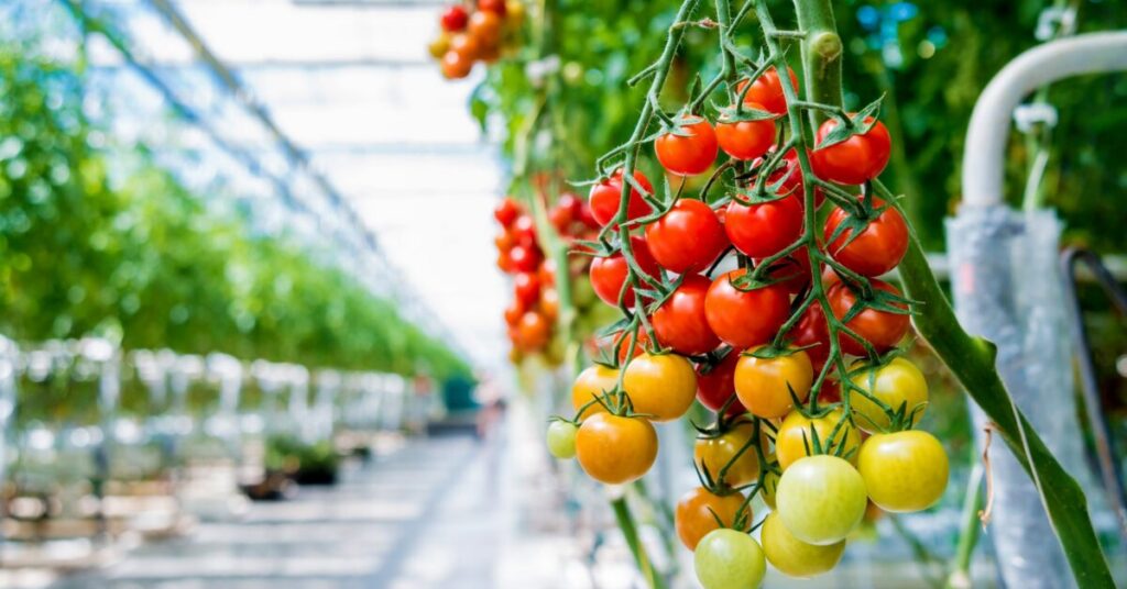 Qatar Farms Use Non-GMO Seeds ധൈര്യമായി കഴിക്കാം; ഖത്തറിലെ കൃഷിയിടങ്ങളിലേത് ജനിതക മാറ്റമില്ലാത്ത വിത്തുകൾ 1 greenhouse 1 scaled e1790586237766