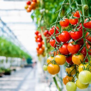 greenhouse 1 scaled e1790586237766