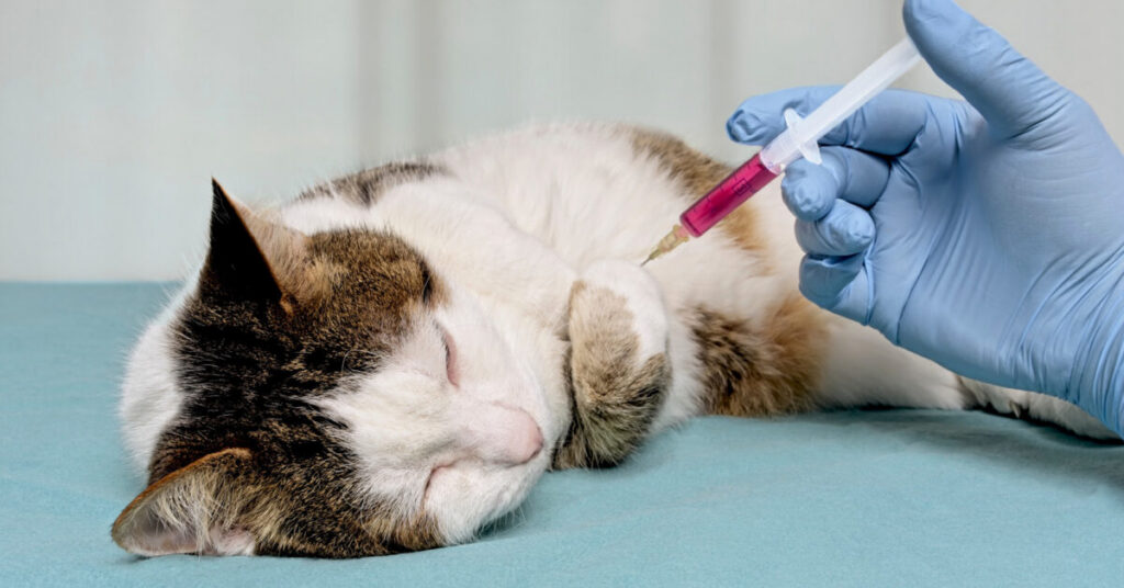 Qatar Introduces New Animal Health Law വളർത്തുമൃഗങ്ങൾക്ക് വാക്സിൻ നലകാൻ മറന്നോ?കനത്ത ശിക്ഷ പ്രഖ്യാപിച്ച് ഖത്തർ 1 vaccine for cat e1789610030580