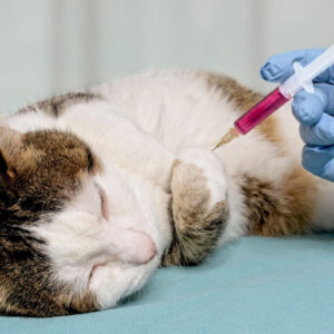 vaccine for cat e1789610030580