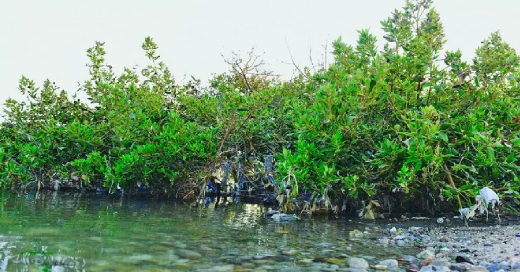 Kuwait mangrove planting കുവൈത്ത് തീരത്ത് പച്ചപ്പിന്റെ പുതിയ ചുവടുവെപ്പ്; 5,000 കണ്ടൽച്ചെടികൾ കൂടി നട്ടുപിടിപ്പിക്കുന്നു 1 KUWAIT NEW 2