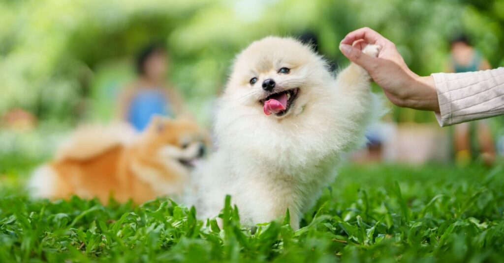 Kuwait Warns Dog Owners of Penalties for Violations കുവൈത്തിൽ നായ ഉടമകൾക്ക് മുന്നറിയിപ്പ്; നിയമലംഘനത്തിന് ഒരു മാസം വരെ തടവും പിഴയും 1 dog 1 e1791603106785