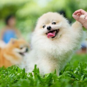 dog 1 e1791603106785